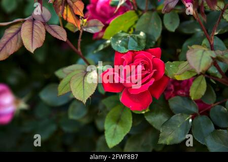 Rosafarbene Rosen in einem Busch aus der Nähe Stockfoto