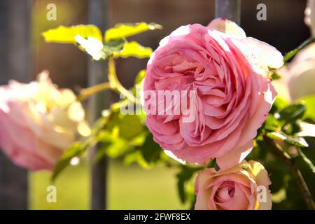 Rosa alte Rose auf einem Zaun aus der Nähe gesehen Stockfoto