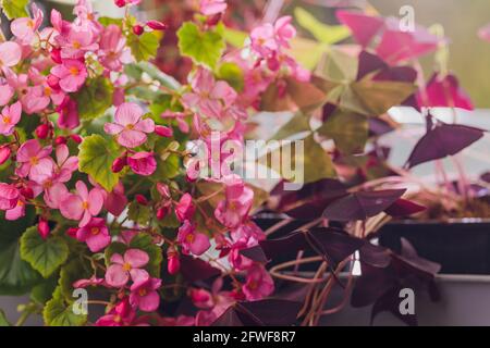 Essbare Blumen und Mikrogrüns Begonia Nahaufnahme Makro Stockfoto