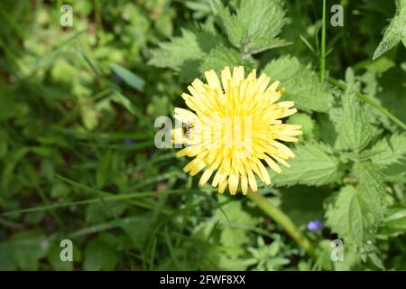 Dandelion Blume mit einem Insekt Stockfoto