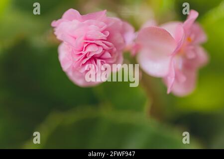 Essbare Blumen und Mikrogrüns Begonia Nahaufnahme Makro Stockfoto