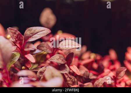 Rote Amaranth-Mikrogrüns, die im Boden angebaut werden Stockfoto