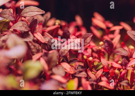 Rote Amaranth-Mikrogrüns, die im Boden angebaut werden Stockfoto