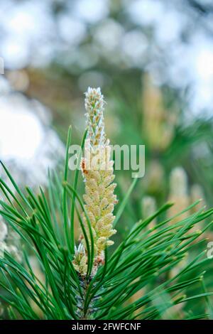 Frisch gekeimt Kiefernsprossen, ein wachsender Weihnachtsbaum Stockfoto