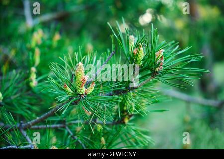 Frisch gekeimt Kiefernsprossen, ein wachsender Weihnachtsbaum Stockfoto