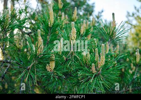 Frisch gekeimt Kiefernsprossen, ein wachsender Weihnachtsbaum Stockfoto