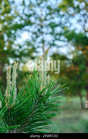 Frisch gekeimt Kiefernsprossen, ein wachsender Weihnachtsbaum Stockfoto