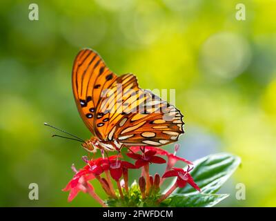 Single Gulf Fritillary, Agrulis vanillae nigrior, Schmetterling vor grünem Hintergrund von Pflanzen Stockfoto
