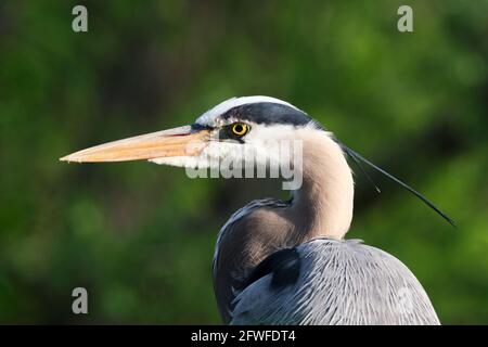 Ein großer Blaureiher (Ardea herodias) Kopfaufnahme im Porträt mit erhobenem Wappen Stockfoto