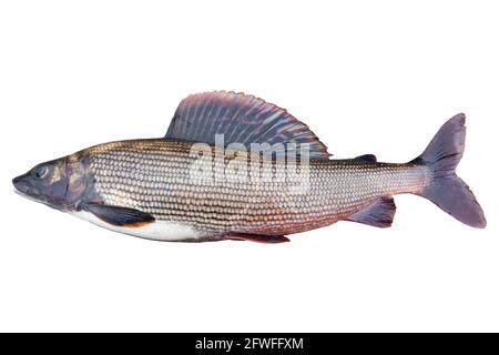 Arktische Äsche, isoliert auf weißem Hintergrund. Süßwasserfische. Erstaunliche Sport Äschen Fisch isoliert mit Clipping Pfad Stockfoto