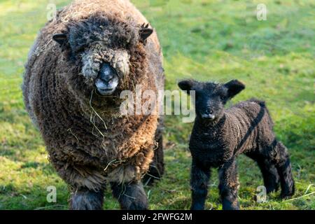 Ryland Schafe mit Gras hing aus seinem Mund mit seinem jungen schwarzen Lamm stand an seiner Seite in einem Feld, Nidderdale, North Yorkshire, England, Großbritannien. Stockfoto