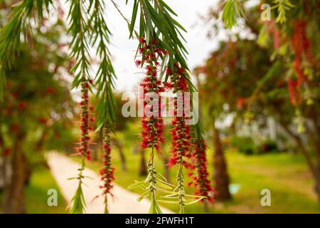 Schöne rote Blumen, die Weidenbäume weinen. Baum Der Weinenden Flaschenbürste. Callistemon viminalis. Stockfoto