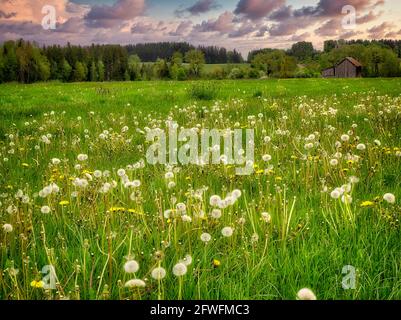 DE - BAVARIA: Nachmittagsszene im Loisach Moor bei Benediktbeuern (HDR-Fotografie) Stockfoto