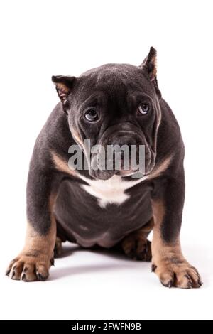 Ein Welpe der American Bully Rasse der tricolor Farbe. Eine neu geschaffene Begleithund Rasse in den Vereinigten Staaten. Isoliert auf weißem Hintergrund, c Stockfoto