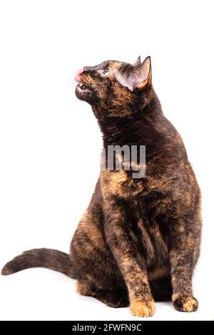 Eine melierte Schildkrötenkätzin sitzt und leckt ihre rosa Zunge. Nahaufnahme, isoliert auf weißem Hintergrund Stockfoto