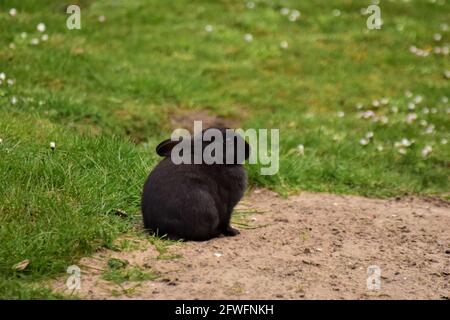 Schwarzes Kaninchen auf Sand neben einem grünen Rasen Stockfoto