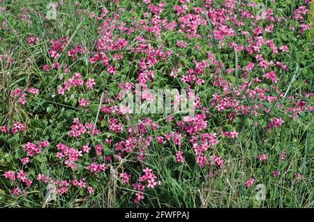 Pink Sorrel (Oxalis articulata) wächst am oberen Ende des Strandes. West Wittering. Stockfoto