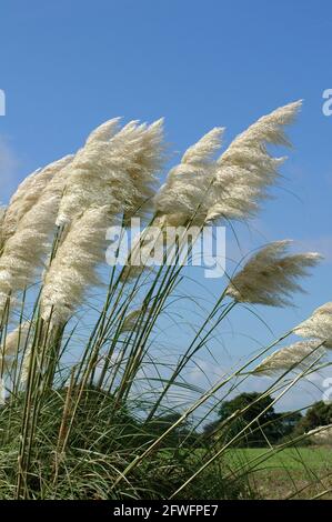 Pampas Gras. (Cortaderia selloana) Westsussex Küstenebene. September. Wächst etwa 2 Meter hoch. Mag gut durchlässigen Boden. Sonne oder teilweiser Schatten. Stockfoto