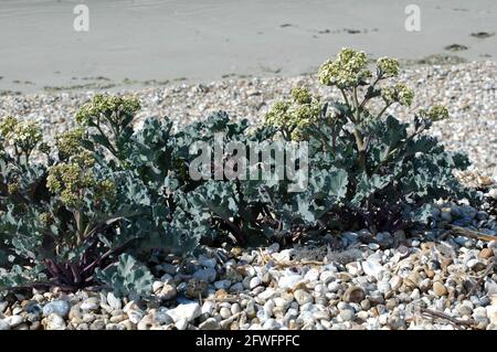 Seakale Crambe maritima blüht am East Wittering Beach Chichester West Sussex England UK Wurzeln wahrscheinlich in kompostierten Algen Luxus Gemüse Wenn b Stockfoto