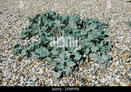 Seakale, (Crambe maritimaa) wächst am Strand zwischen East Wittering und West Wittering. September. Stockfoto