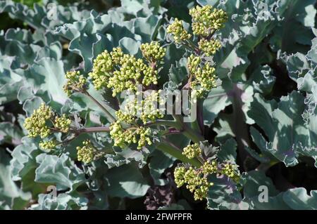 Seakale blüht. Crambe maritima. Wächst an einem Kiesstrand. West Sussex. Stockfoto