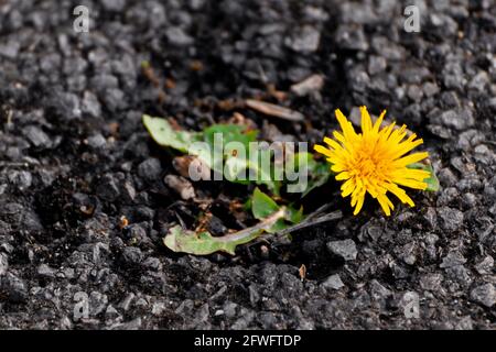 Nahaufnahme eines einzelnen gelben Dandelions, der in den Rissen wächst Eines asphaltierten Bodens an einem sonnigen Tag Stockfoto