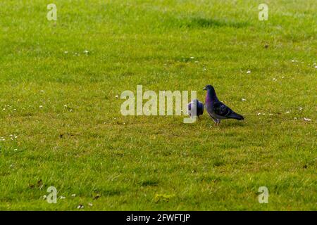Nahaufnahme von zwei grauen Tauben, die auf dem Gras herumlaufen Ein sonniger Tag Stockfoto