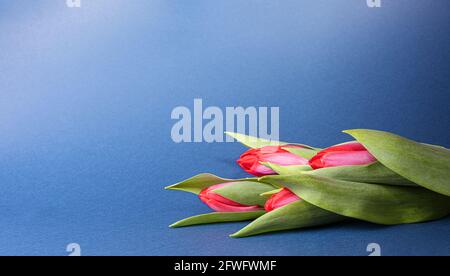 Vier leuchtend rote Tulpen mit grünen Blättern auf dunkelblauem Papier. Saisonal farbenfrohe Hintergrund mit kleinen Frühlingsblumen Bouquet und große Kopie Raum. Stockfoto