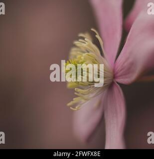 Eine Nahaufnahme eines wunderschönen, rosa Clematis montana-Blütenkopfes, auch bekannt als Berg- oder Anemone Clematis Stockfoto