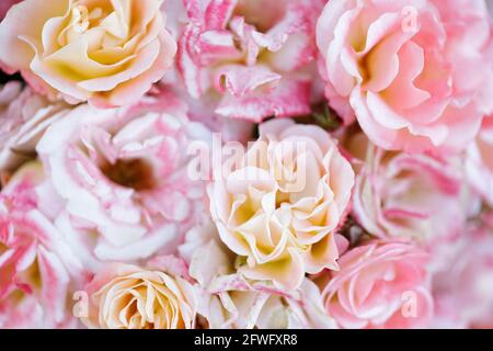 Pfirsich-Drift-Cluster blühende Rosen in Blüte. San Jose Municipal Rose Garden, San Jose, Kalifornien, USA. Stockfoto
