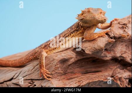 PET-Porträt eines bärtigen Drachen Stockfoto
