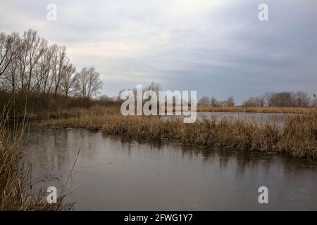 Teich in einem Sumpf eines Parks in der italienischen Im Winter auf dem Land Stockfoto