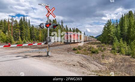 Güterzug nähert sich einem Bahnübergang im Banff National Park, Alberta, Kanada Stockfoto