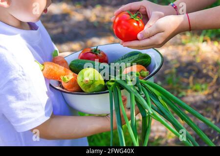 Kinder im Garten mit Gemüse in den Händen. Selektiver Fokus. Natur. Stockfoto