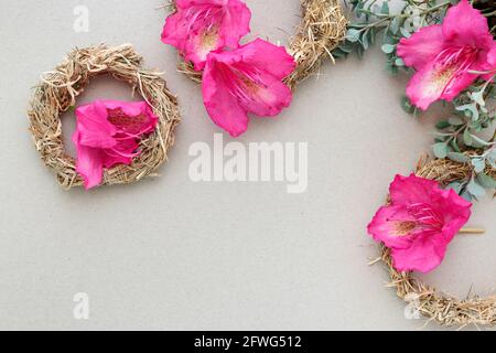 Rosa Rhododendron (Azaleen) Blüten, Heukränze und saftige Pflanze auf grauem Hintergrund, Kopierraum. Stockfoto