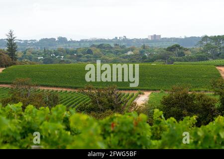 Groot Constantia Vineyards, Luftaufnahme, im Sommer in Kapstadt, Südafrika Stockfoto