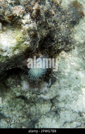 Ein Spirograph im Meer Indonesiens Stockfoto