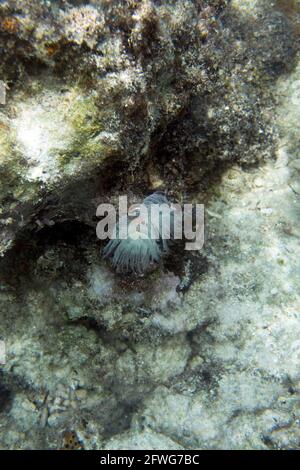 Ein Spirograph im Meer Indonesiens Stockfoto