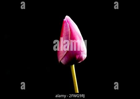 Geschlossene rosa Tulpe auf schwarzem Hintergrund Stockfoto