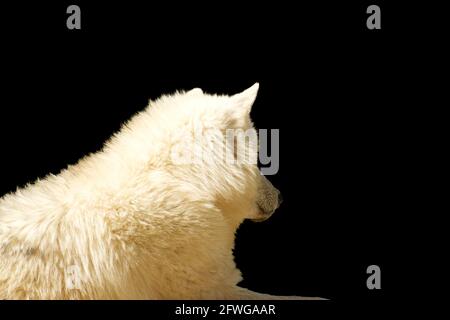Hinter Ansicht des weißen Wolfes auf schwarzem Hintergrund - Canis lupus Stockfoto