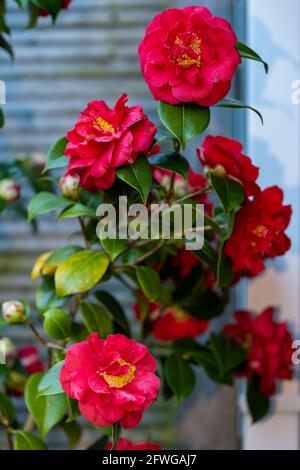 Camellia Japonica "Blood of China" Stockfoto