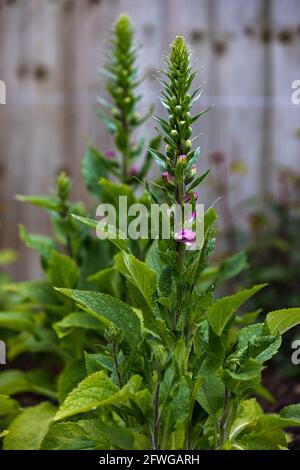 Digitalis purpurea ‘Dalmation Purple’ Stockfoto