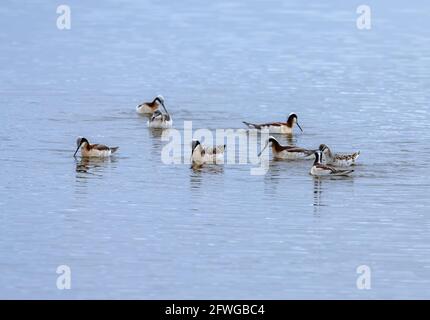 Eine Herde Wilsons Phalaropes (Phalaropus tricolor), die in einem See fressen. Colorado, USA. Stockfoto