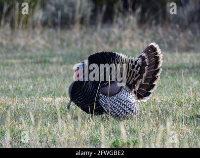 Ein männlicher Wilder Truthahn (Meleagris gallopavo) ist Balz. Colorado, USA. Stockfoto