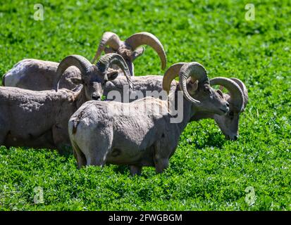 Konflikt von Mensch und Tier, eine Herde Desert Bighorn Schafe (Ovis canadensis nelsoni) Weiden in der Landwirtschaft Feld. Colorado, USA. Stockfoto