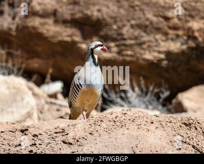 Ein Chukar-Rebhuhn (Alectoris chukar), das auf Felsen steht. Colorado, USA. Stockfoto