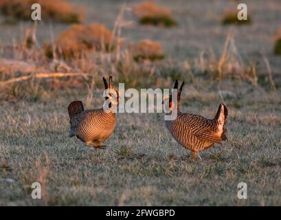 Zwei rivalisierende männliche Lesser-präsirische Hühner (Tympanuchus pallidicinctus), die sich bei ihrer Balz-Schau gegenüberstehen. Smoky Valley Ranch, Kansas, USA. Stockfoto