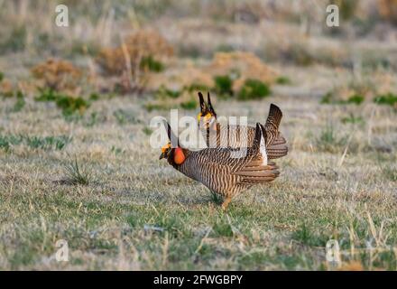 Zwei rivalisierende männliche Lesser-präsirische Hühner (Tympanuchus pallidicinctus), die sich bei ihrer Balz-Schau gegenüberstehen. Smoky Valley Ranch, Kansas, USA. Stockfoto