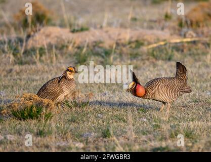 Zwei rivalisierende männliche Lesser-präsirische Hühner (Tympanuchus pallidicinctus), die sich bei ihrer Balz-Schau gegenüberstehen. Smoky Valley Ranch, Kansas, USA. Stockfoto