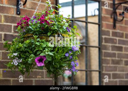 Neu gepflanzte Hängekörbe mit einer Mischung aus Calibrachoa Million Bells & Petunias Stockfoto